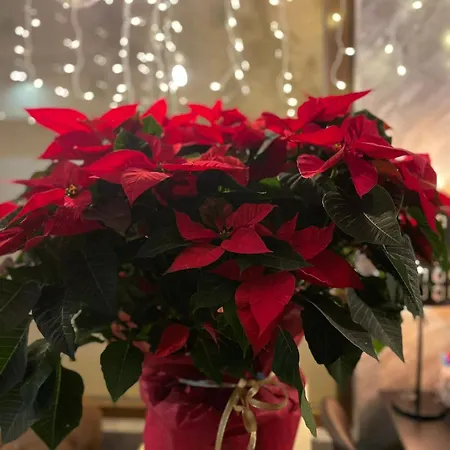 Mamma Mia Boutique - Only Adults 호텔 3*