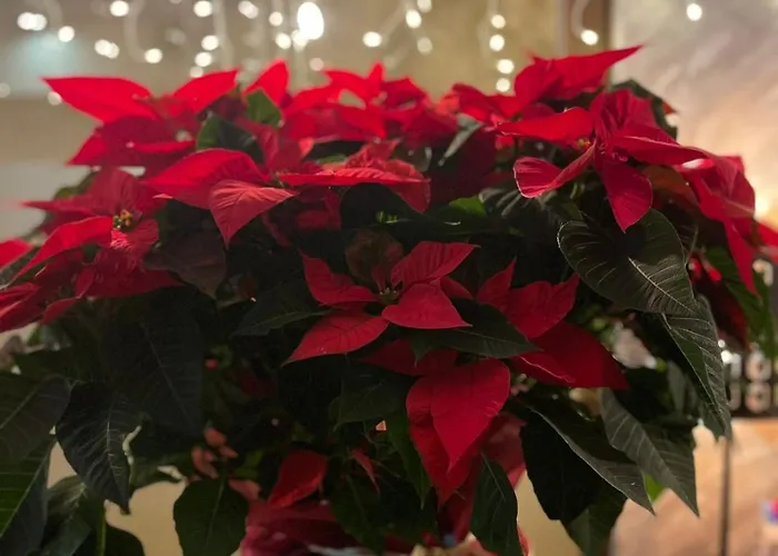 Mamma Mia Boutique - Only Adults Hotel 3*